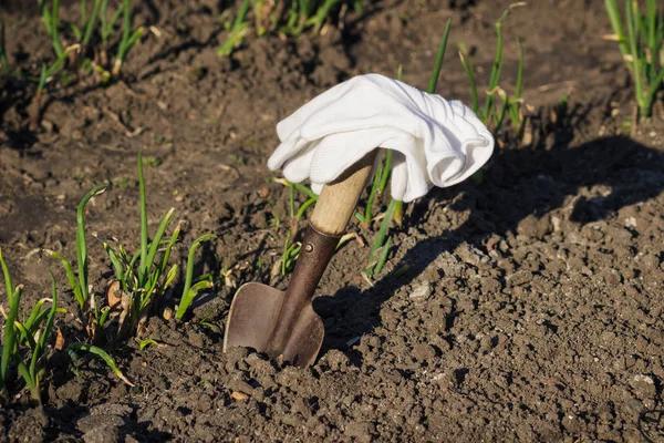 Pojęcie sadzenie: Łopaty w dłoń, Przesadzanie cebuli — Zdjęcie stockowe