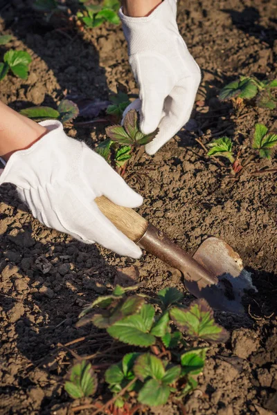 Pojęcie sadzenie: Łopaty w dłoń, Przesadzanie truskawki — Zdjęcie stockowe