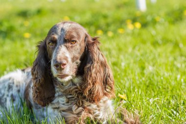 Rus İspanyol bırakır yeşil çimenlerin üzerinde kahverengi benekli