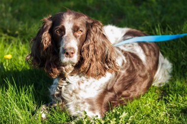 Rus İspanyol bırakır yeşil çimenlerin üzerinde kahverengi benekli