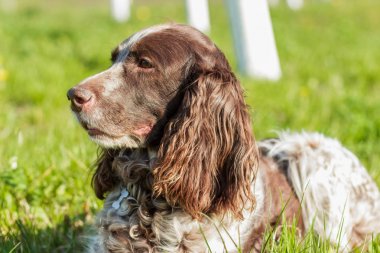 Rus İspanyol bırakır yeşil çimenlerin üzerinde kahverengi benekli