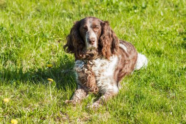 Rus İspanyol bırakır yeşil çimenlerin üzerinde kahverengi benekli