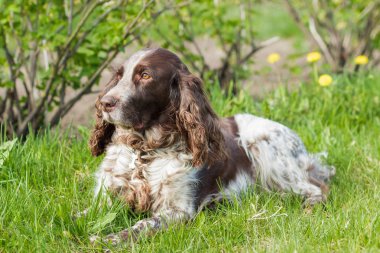 Rus İspanyol bırakır yeşil çimenlerin üzerinde kahverengi benekli