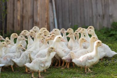 Yeşil çimenlerin üzerinde küçük ördek kuluçka yaz