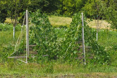 Fasulye alanında yeşil çalılar