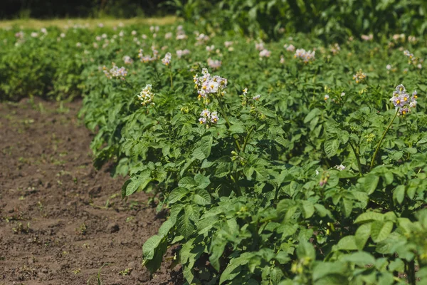 Зеленые кусты картофеля на поле — стоковое фото