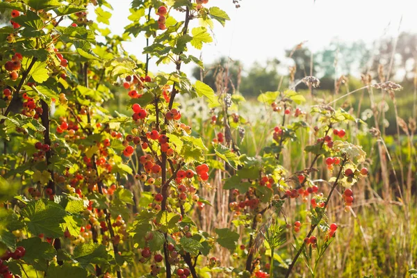 Arbusto de groselha madura vermelha — Fotografia de Stock