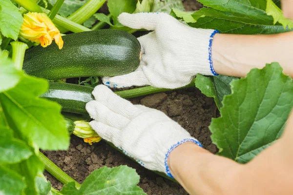 Courgettes vertes dans la main de la femme — Photo