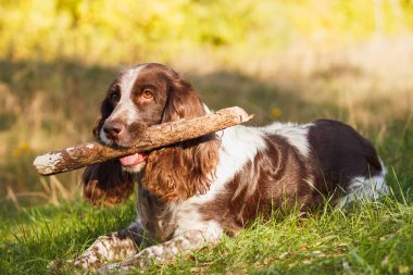 Ormanda Rus İspanyol kahverengi benekli