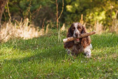 Rus İspanyol bırakır yeşil çimenlerin üzerinde kahverengi benekli