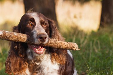Ormanda Rus İspanyol kahverengi benekli