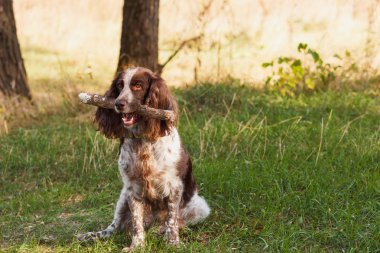 Ormanda Rus İspanyol kahverengi benekli