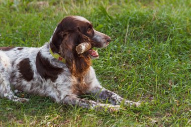 Ormanda Rus İspanyol kahverengi benekli