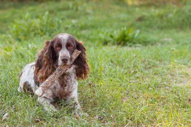 Ormanda Rus İspanyol kahverengi benekli