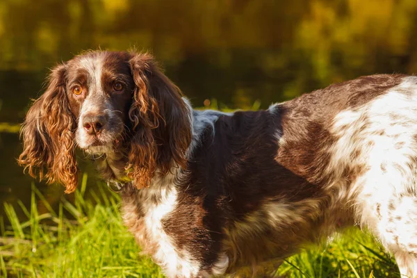Ormanda Rus İspanyol kahverengi benekli