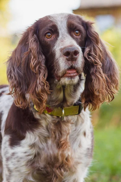 Ormanda Rus İspanyol kahverengi benekli