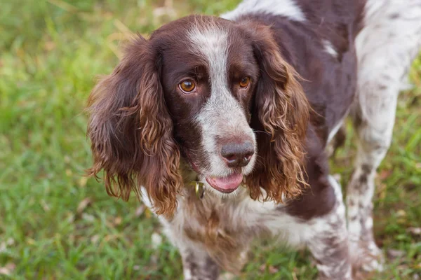 Brown spaniel ruso manchado en el bosque —  Fotos de Stock