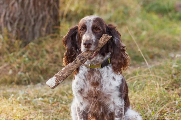 Brown spotted rosyjski spaniel w lesie — Zdjęcie stockowe