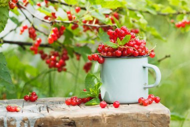 Tablo, yumuşak odak arka plan üzerinde kırmızı kuş üzümü ile metal kupa