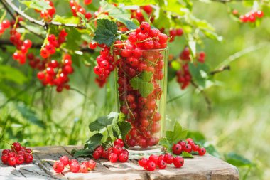 Olgun kırmızı kuş üzümü, yumuşak odak arka plan ile cam