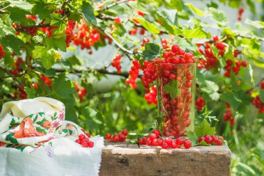 Cam masaya olgun kırmızı kuş üzümü ile