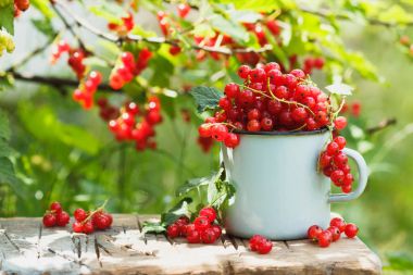 Masada olgun kırmızı kuş üzümü ile metal kupa