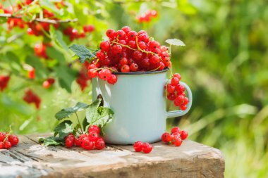 Masada olgun kırmızı kuş üzümü ile metal kupa