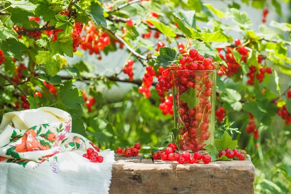 Cam masaya olgun kırmızı kuş üzümü ile