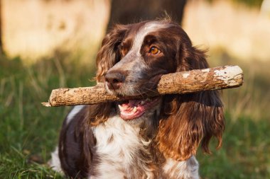Ormanda Rus İspanyol kahverengi benekli