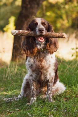Ormanda Rus İspanyol kahverengi benekli