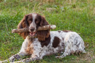 Ormanda Rus İspanyol kahverengi benekli