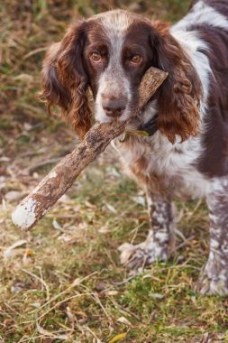 Ormanda Rus İspanyol kahverengi benekli