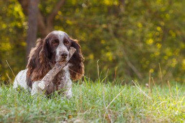 Ormanda Rus İspanyol kahverengi benekli