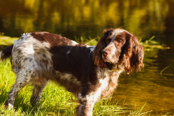 Ormanda Rus İspanyol kahverengi benekli
