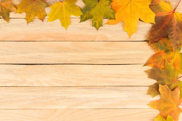 Hafif ahşap kurullarında renkli akçaağaç yaprakları