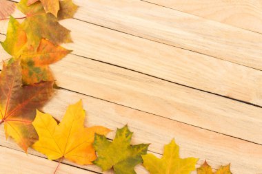 Hafif ahşap kurullarında renkli akçaağaç yaprakları