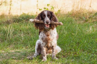 Ormanda Rus İspanyol kahverengi benekli