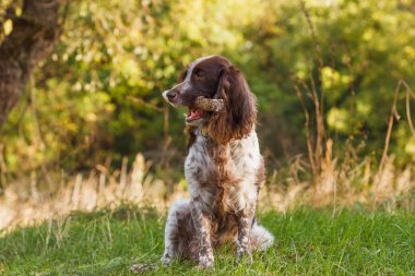 Ormanda Rus İspanyol kahverengi benekli