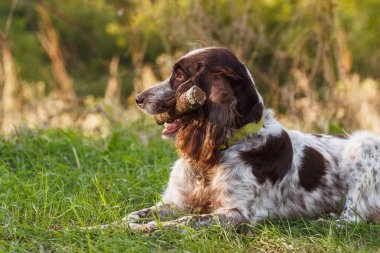 Ormanda Rus İspanyol kahverengi benekli