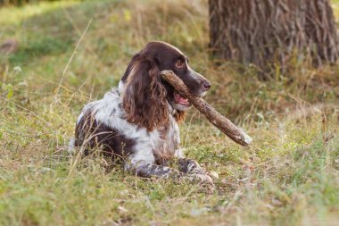 Ormanda Rus İspanyol kahverengi benekli