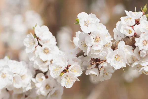 Ramo di melo con fiore, primavera — Foto Stock