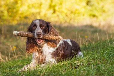 Ormanda Rus İspanyol kahverengi benekli