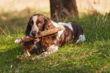 Ormanda Rus İspanyol kahverengi benekli