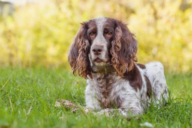 Ormanda Rus İspanyol kahverengi benekli