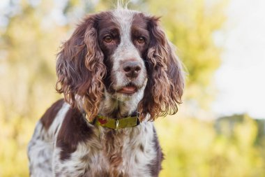 Ormanda Rus İspanyol kahverengi benekli