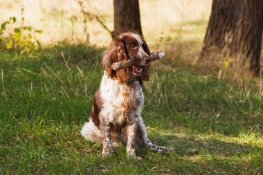 Ormanda Rus İspanyol kahverengi benekli