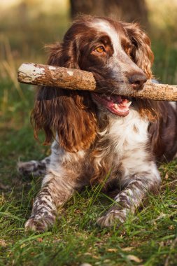 Ormanda Rus İspanyol kahverengi benekli