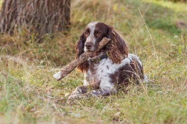 Ormanda Rus İspanyol kahverengi benekli