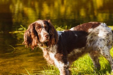 Ormanda Rus İspanyol kahverengi benekli