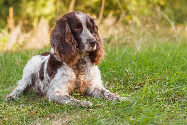 Brown manchado spaniel russo na floresta — Fotografia de Stock